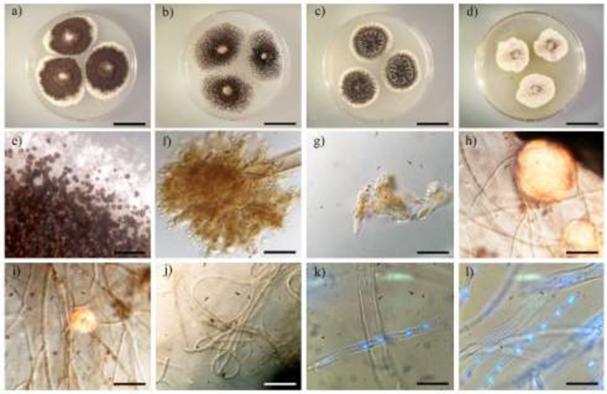Fungi That Eat Plastic